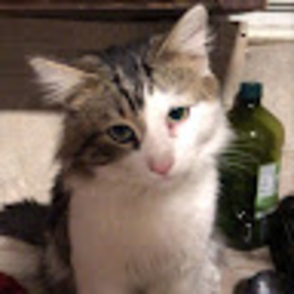 Meet your Posher, Ricky